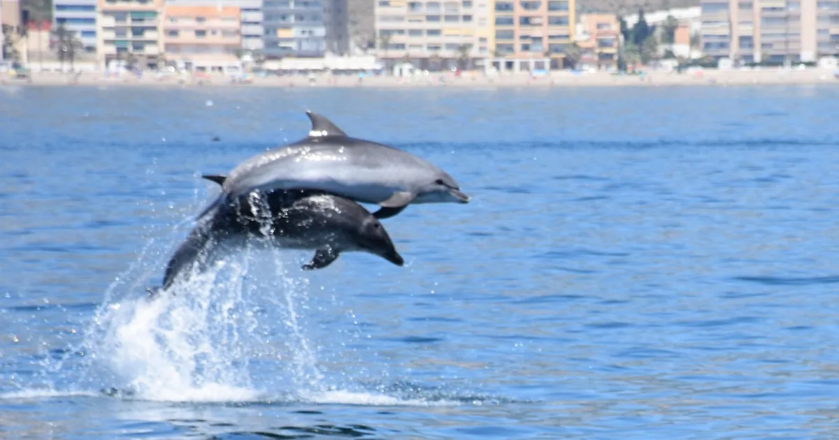 Benalmádena: Delfinbeobachtungs-Kreuzfahrt & Küstenpanorama